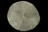 Pyrite Sun - Sparta, Illinois #136630-1